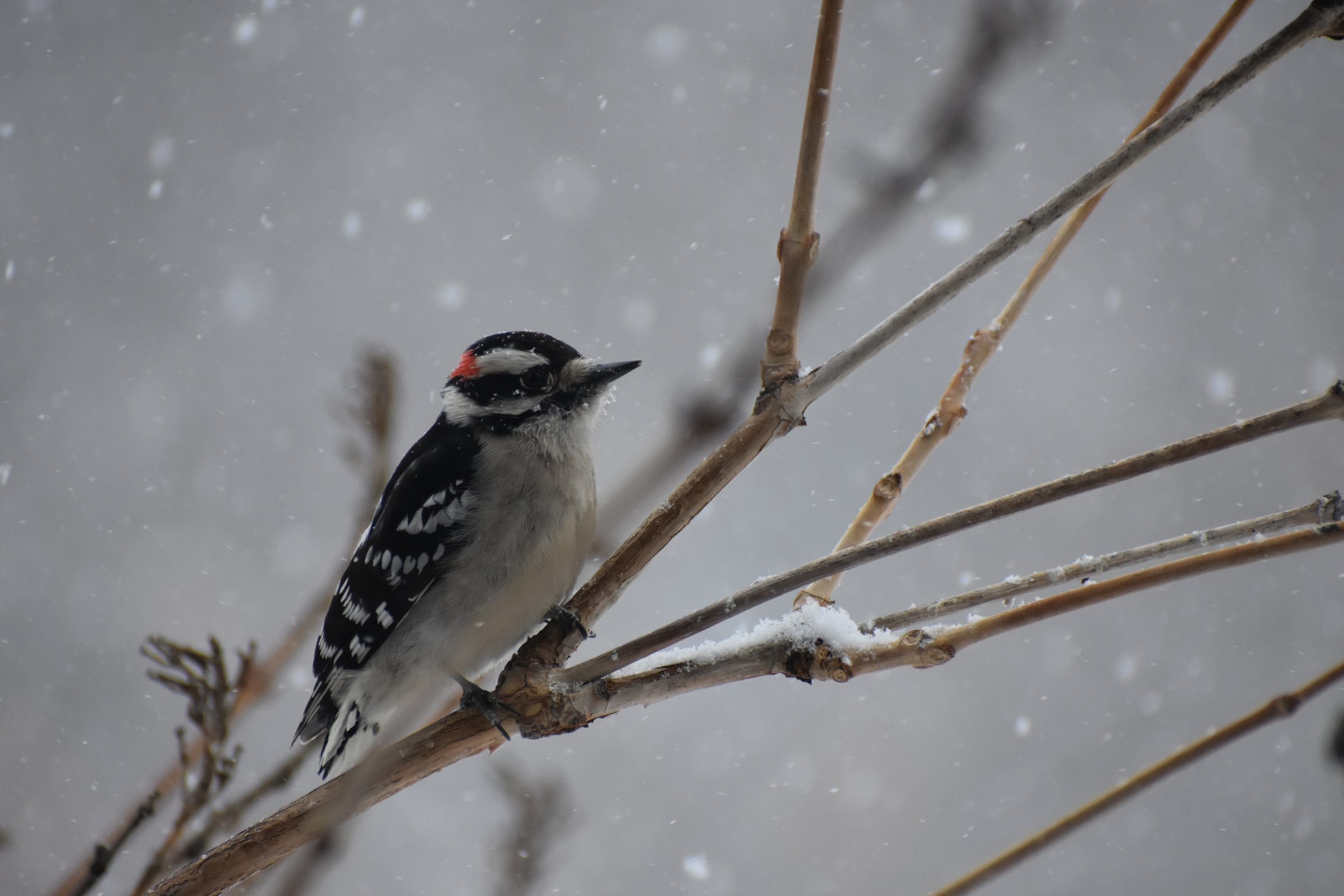 Westfield Christmas Bird Count