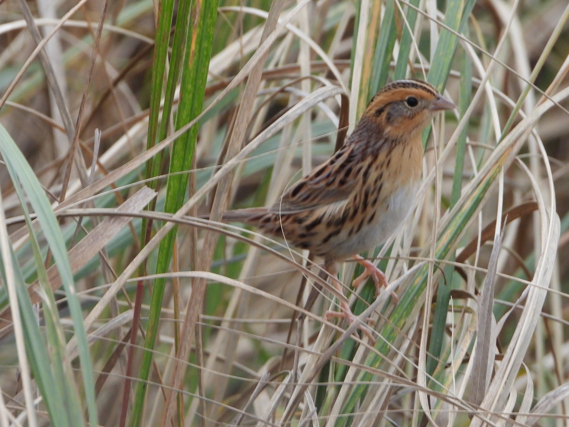 LHASOuting10112505LLRSCN4043 LeConte's Sparrow. The Sqaure 10.11.25 LHAS  JN 07.JPG