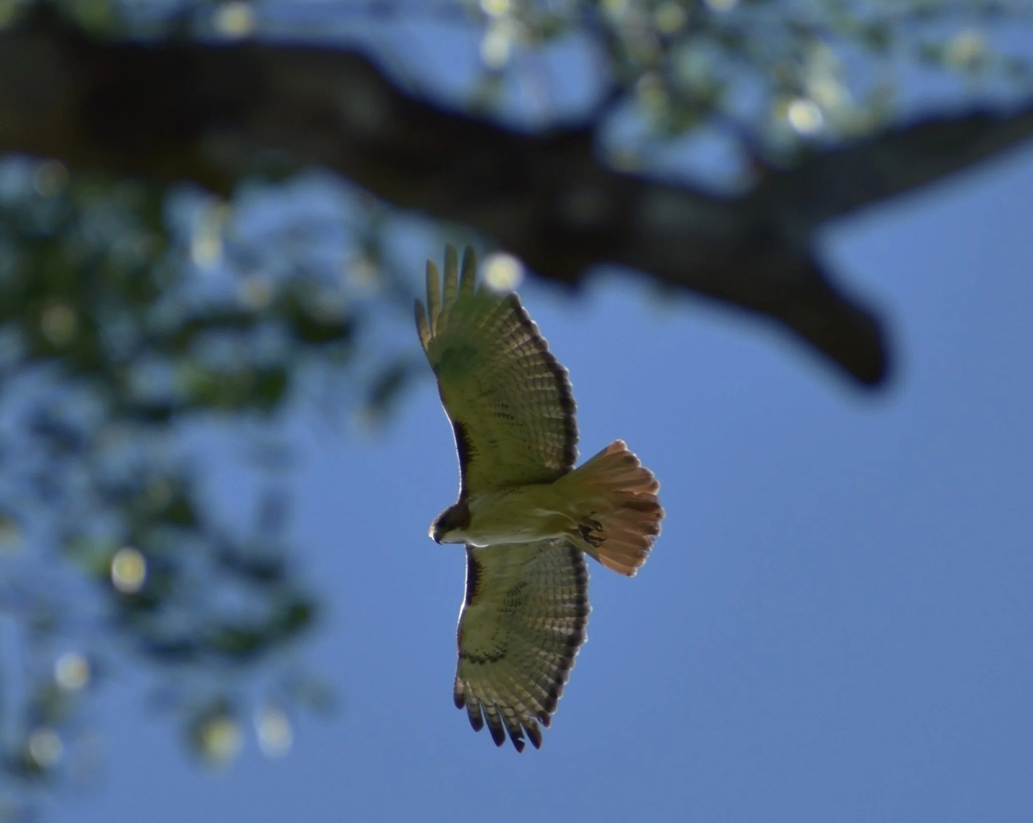 Red Tailed Hawk.JPG