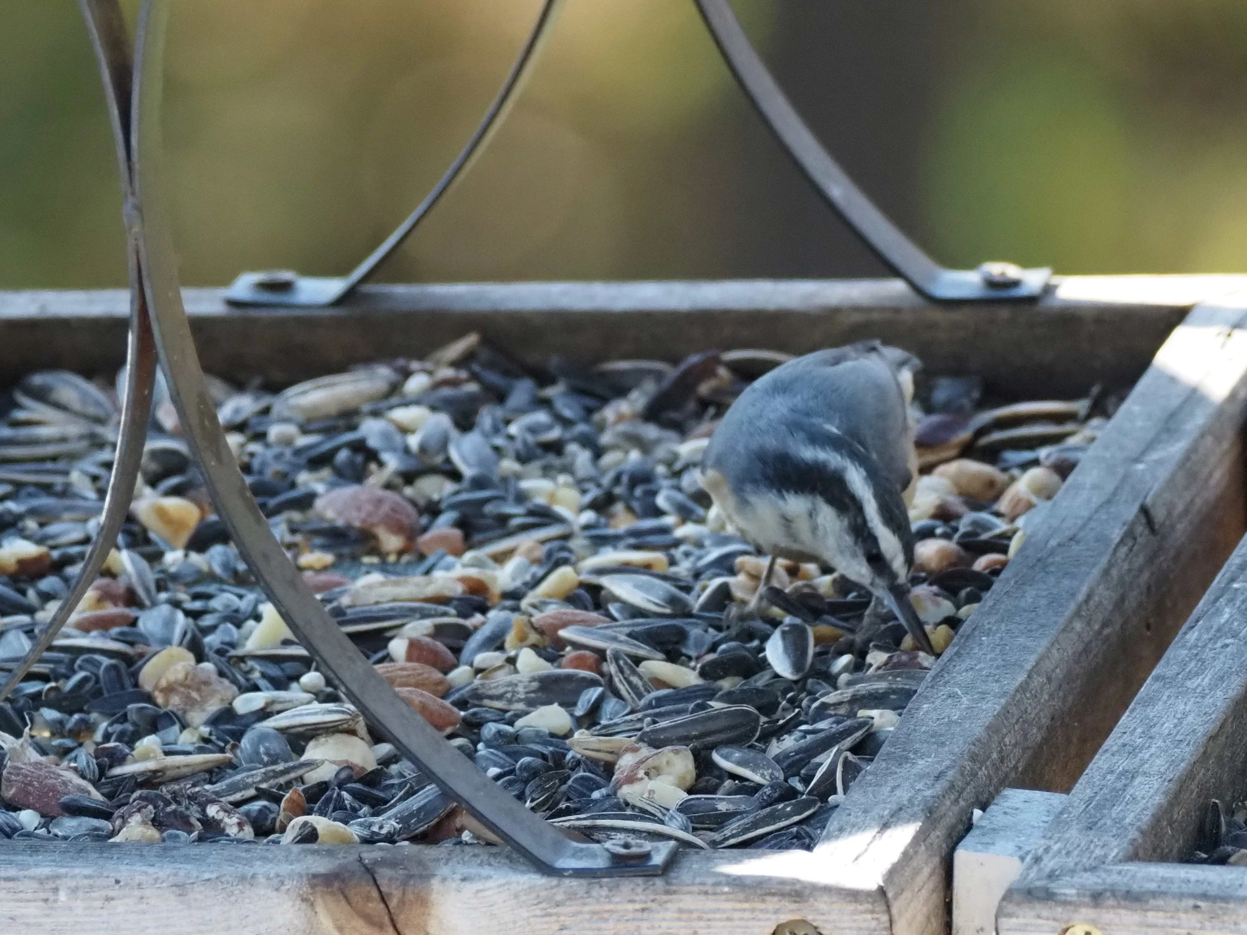 Redbreasted Nuthatch.JPG