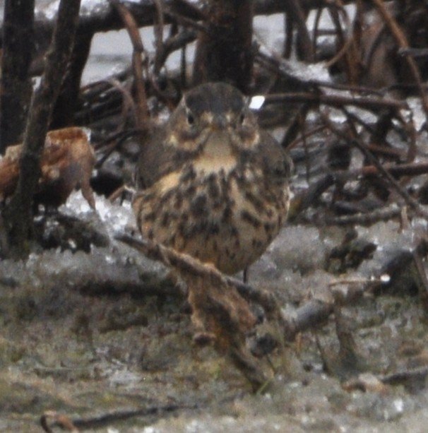 2025.11.08 AmPi0693 NE Huser.JPG