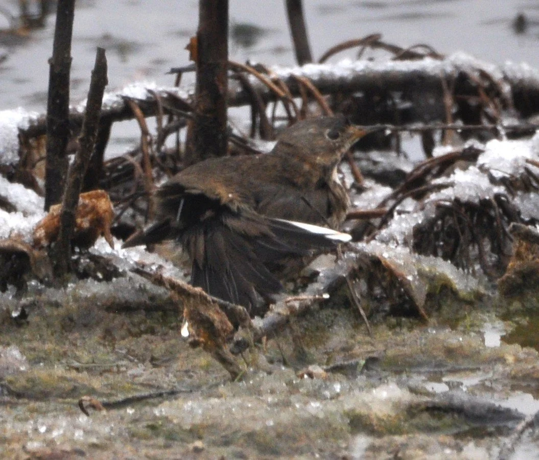 2025.11.08 AmPi0697 NE Huser.JPG