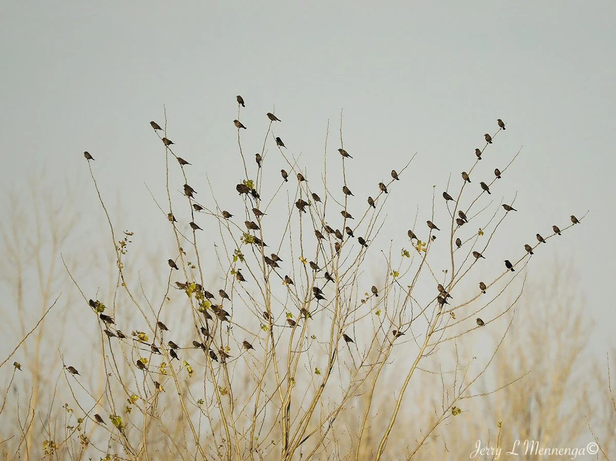 BirdsDeSotoNationalWildlifeRefuge202511-22_0125.jpg