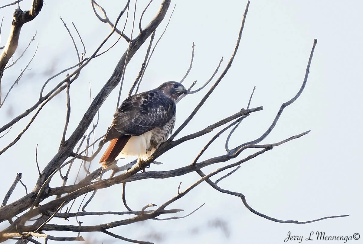 BirdsDeSotoNationalWildlifeRefuge202511-22_0161.jpg