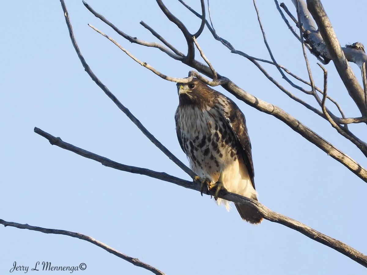 BirdsDeSotoNationalWildlifeRefuge202511-22_0215.jpg