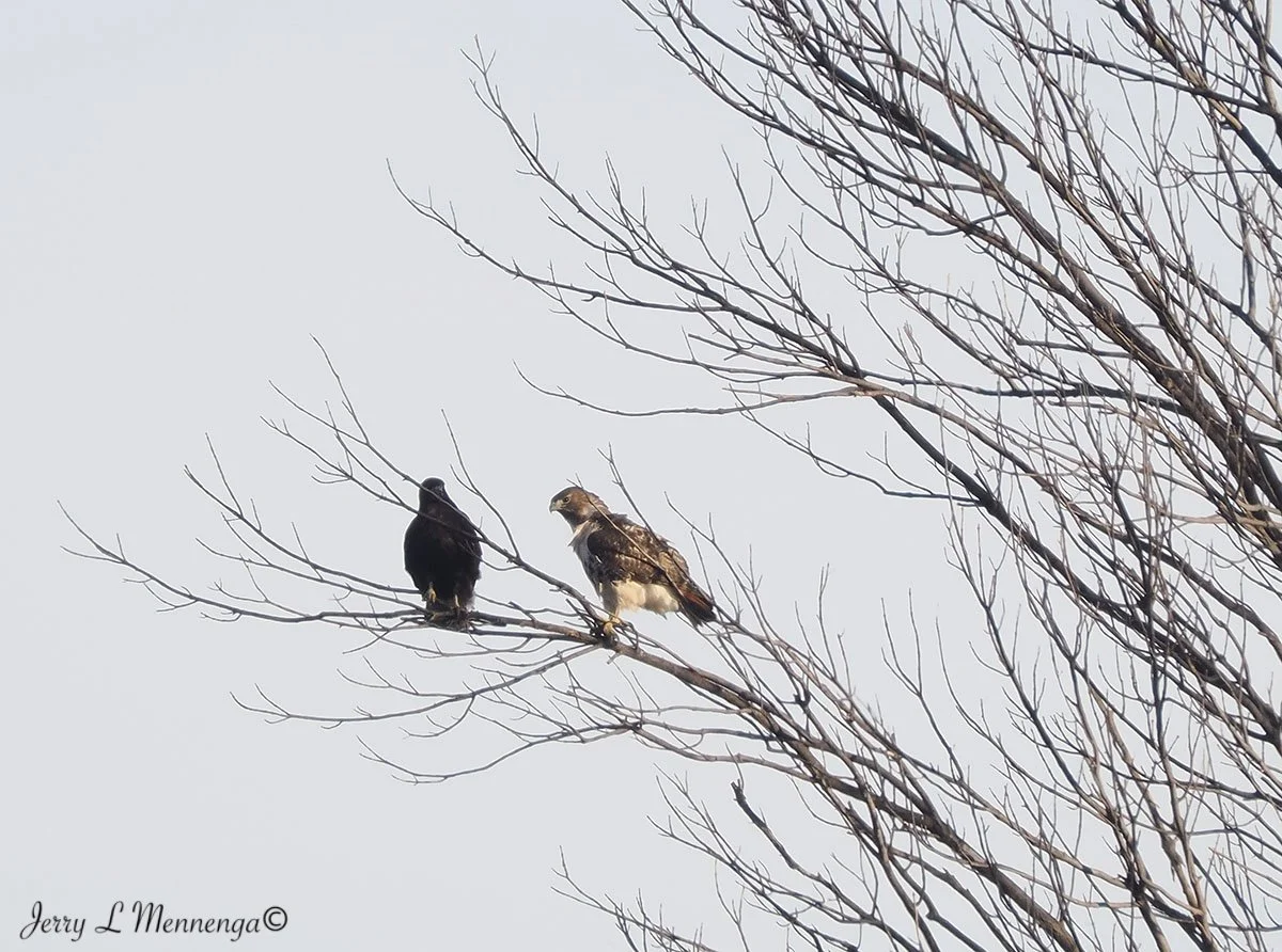 BirdsDeSotoNationalWildlifeRefuge202511-22_0297.jpg