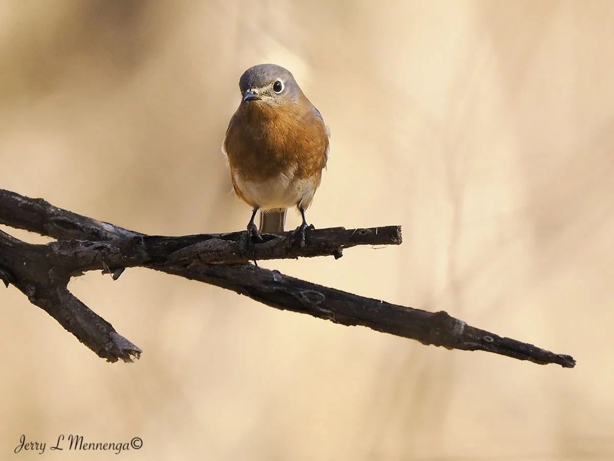 BirdsDeSotoNationalWildlifeRefuge202511-22_1648.jpg