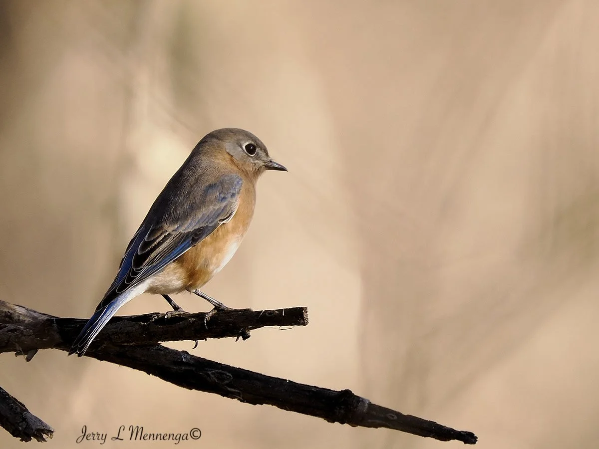 BirdsDeSotoNationalWildlifeRefuge202511-22_1732.jpg