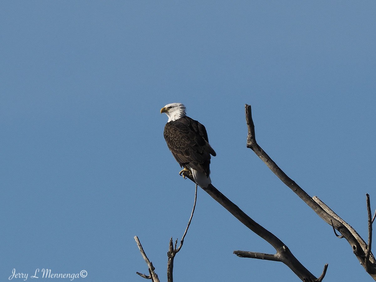 BirdsDeSotoNationalWildlifeRefuge202511-22_1886.jpg