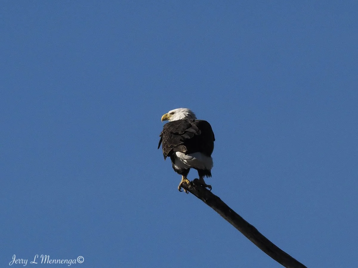 BirdsDeSotoNationalWildlifeRefuge202511-22_2071.jpg