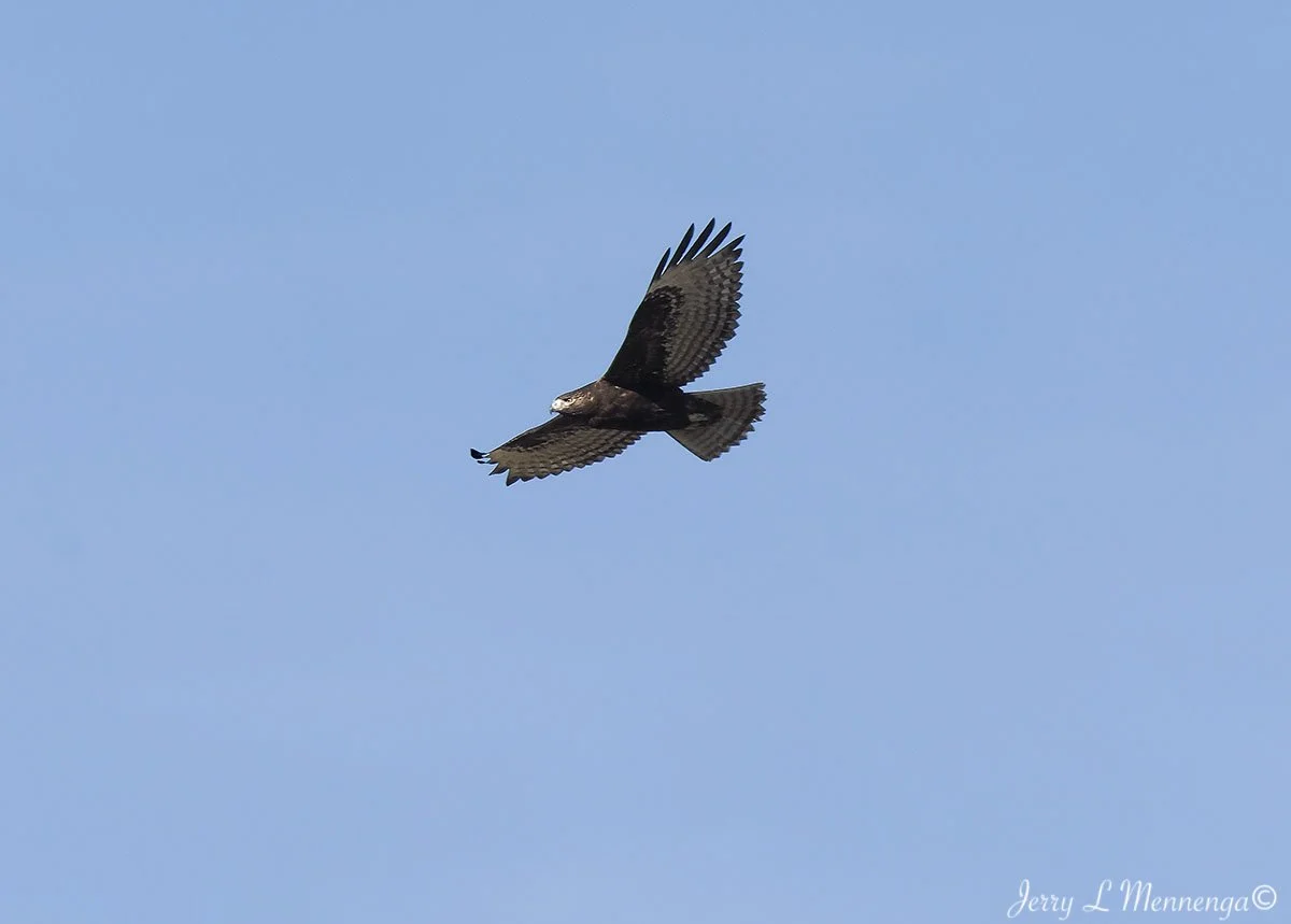 BirdsDeSotoNationalWildlifeRefuge202511-22_2376.jpg