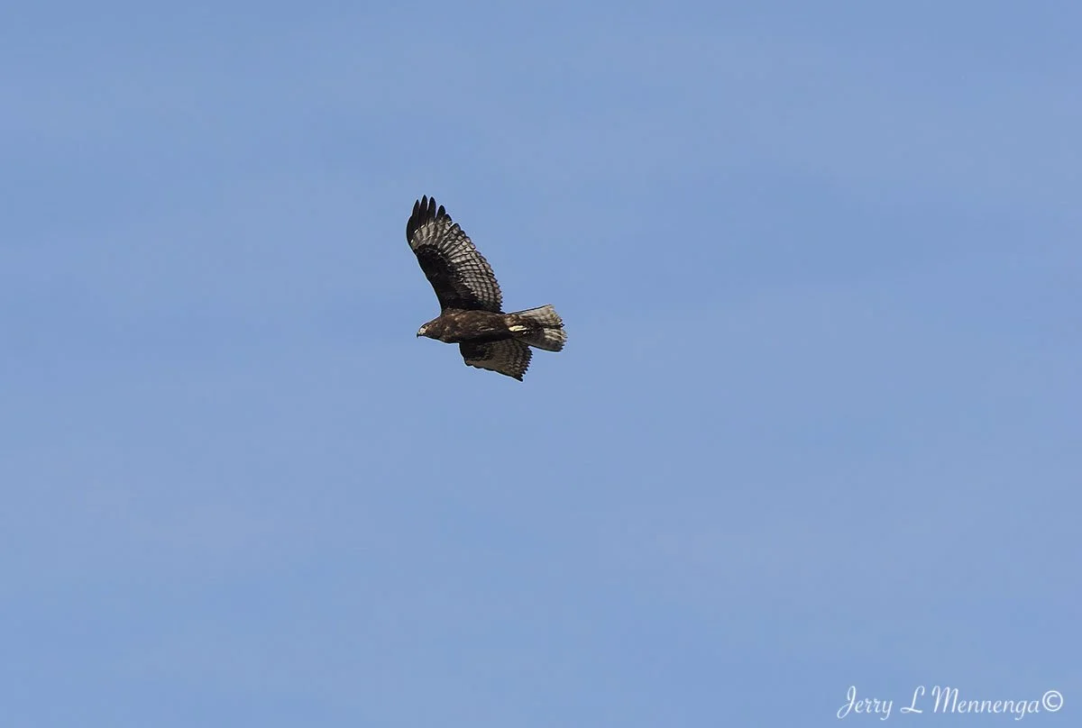 BirdsDeSotoNationalWildlifeRefuge202511-22_2437.jpg