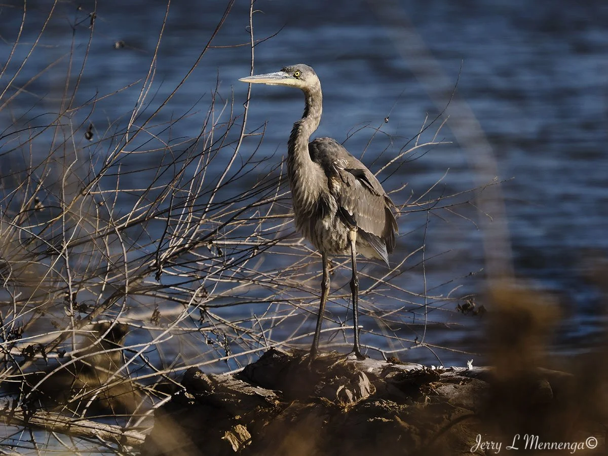 BirdsDeSotoNationalWildlifeRefuge202511-22_2627.jpg