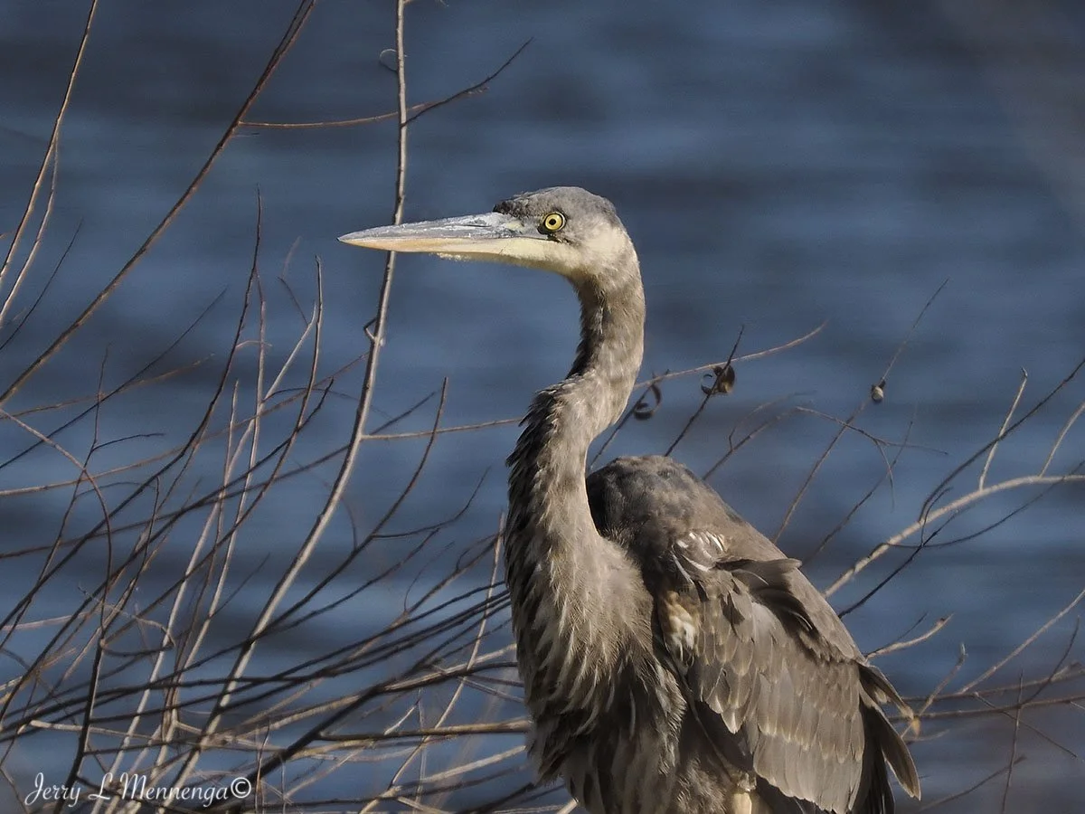 BirdsDeSotoNationalWildlifeRefuge202511-22_2644.jpg