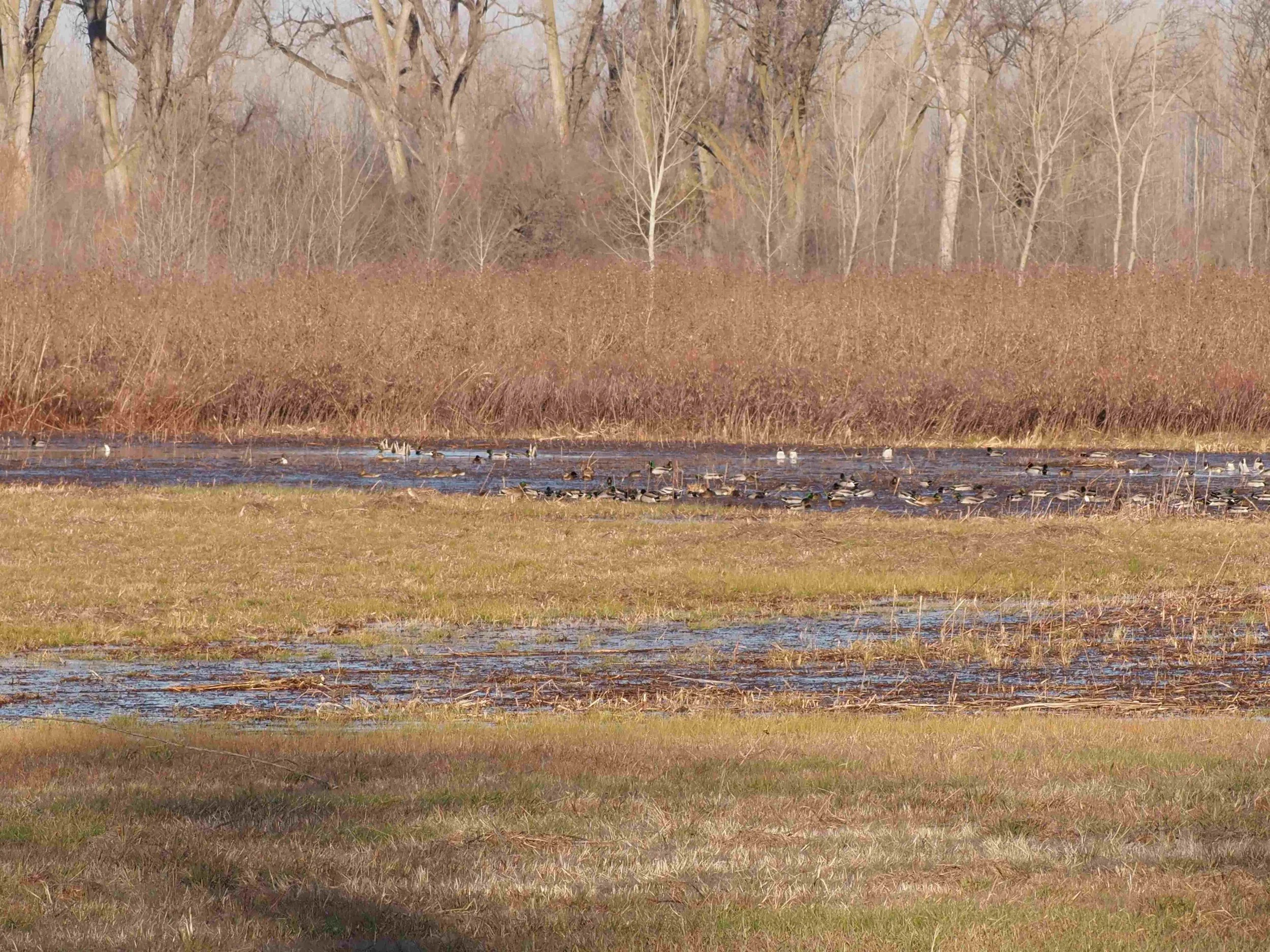 IMG_2186 resized.JPG