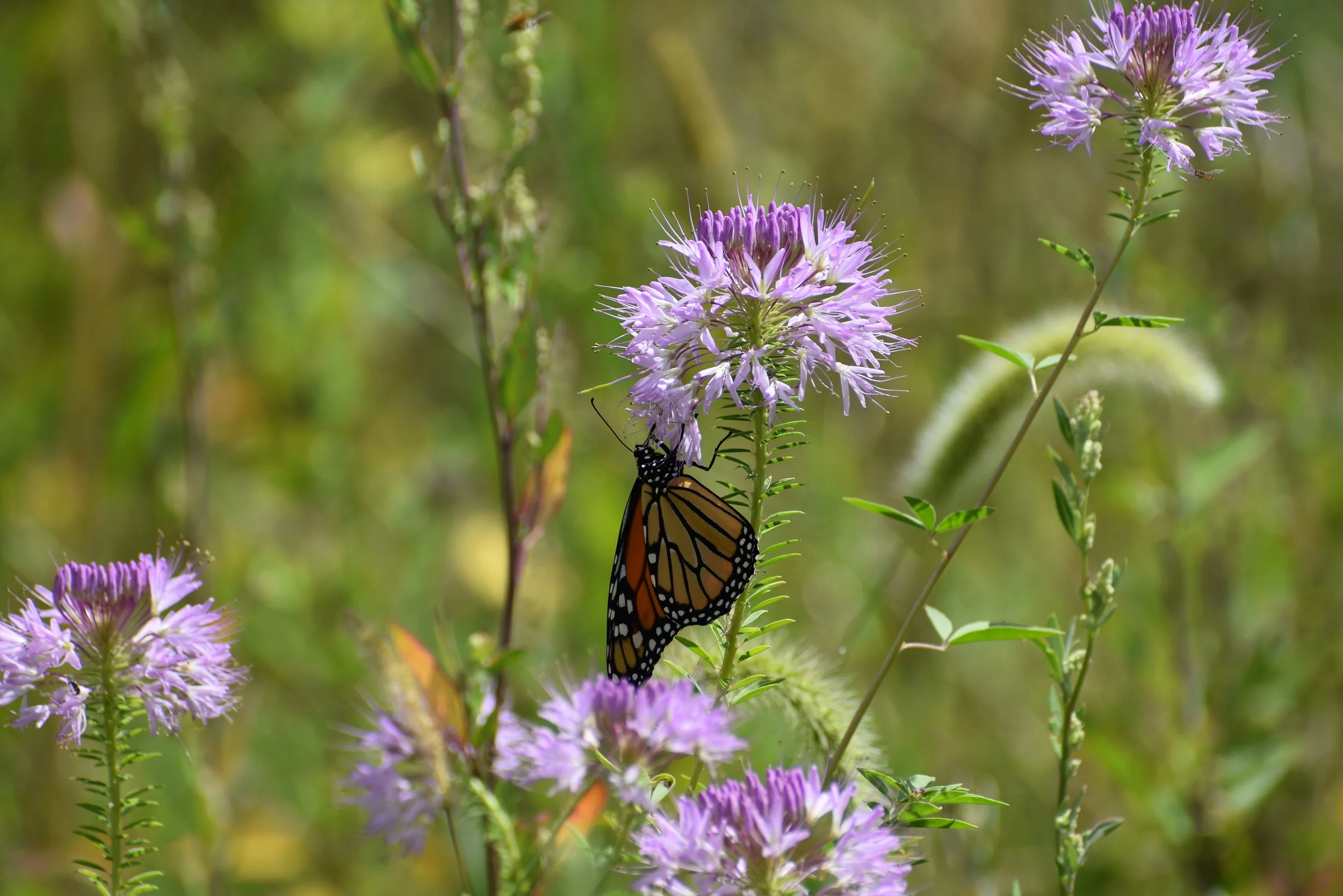 Loess Hills Wild Ones Program with Danielle Metzger