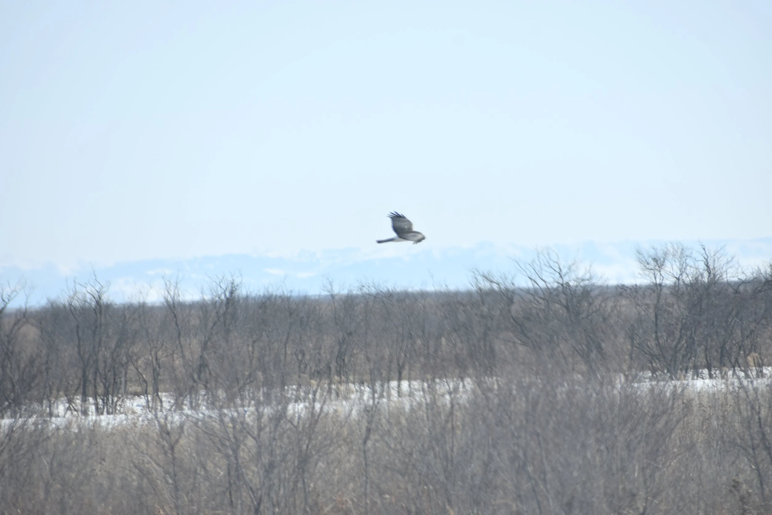 Loess Hills Audubon Society Outing "Show &amp; Go"