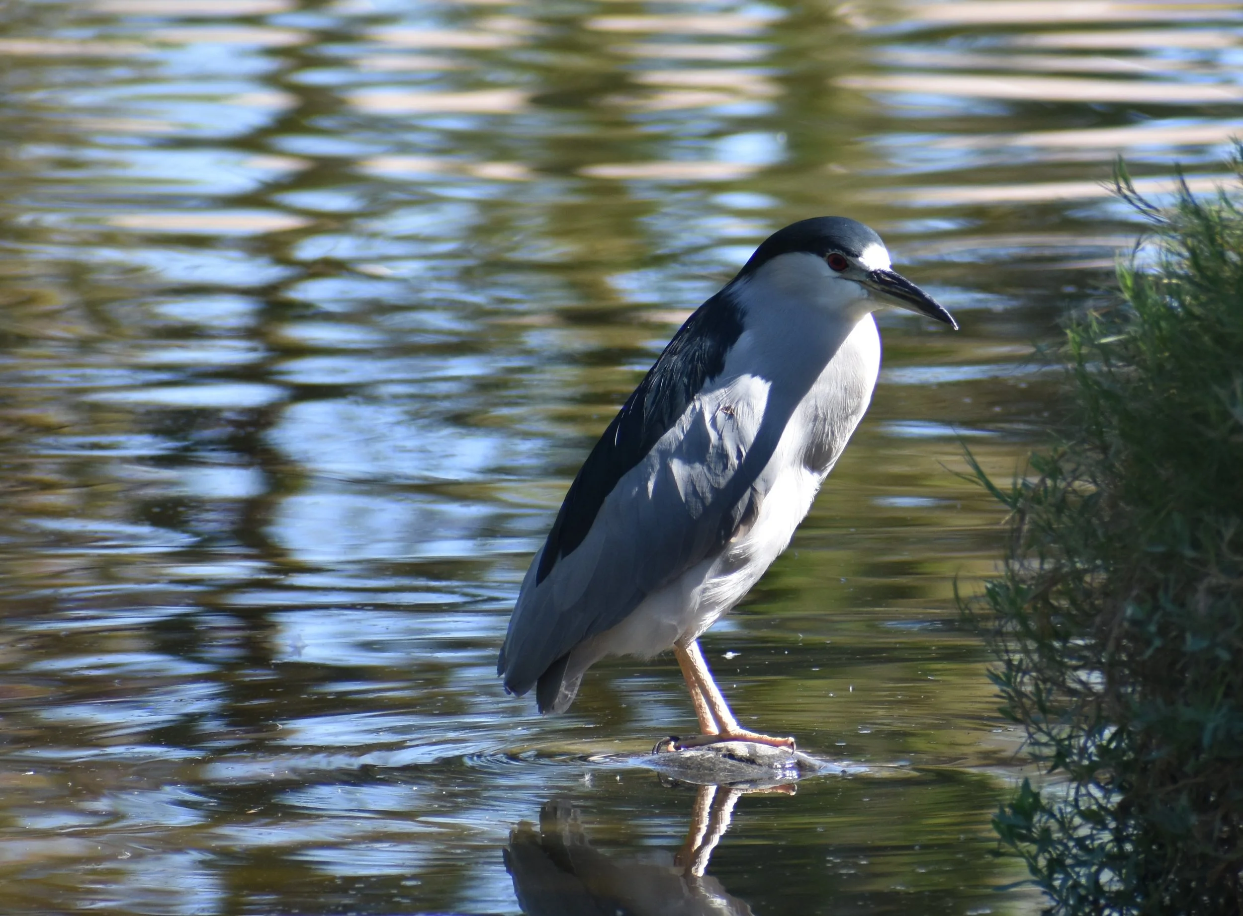Omaha's Henry Doorly Zoo Bird Outing