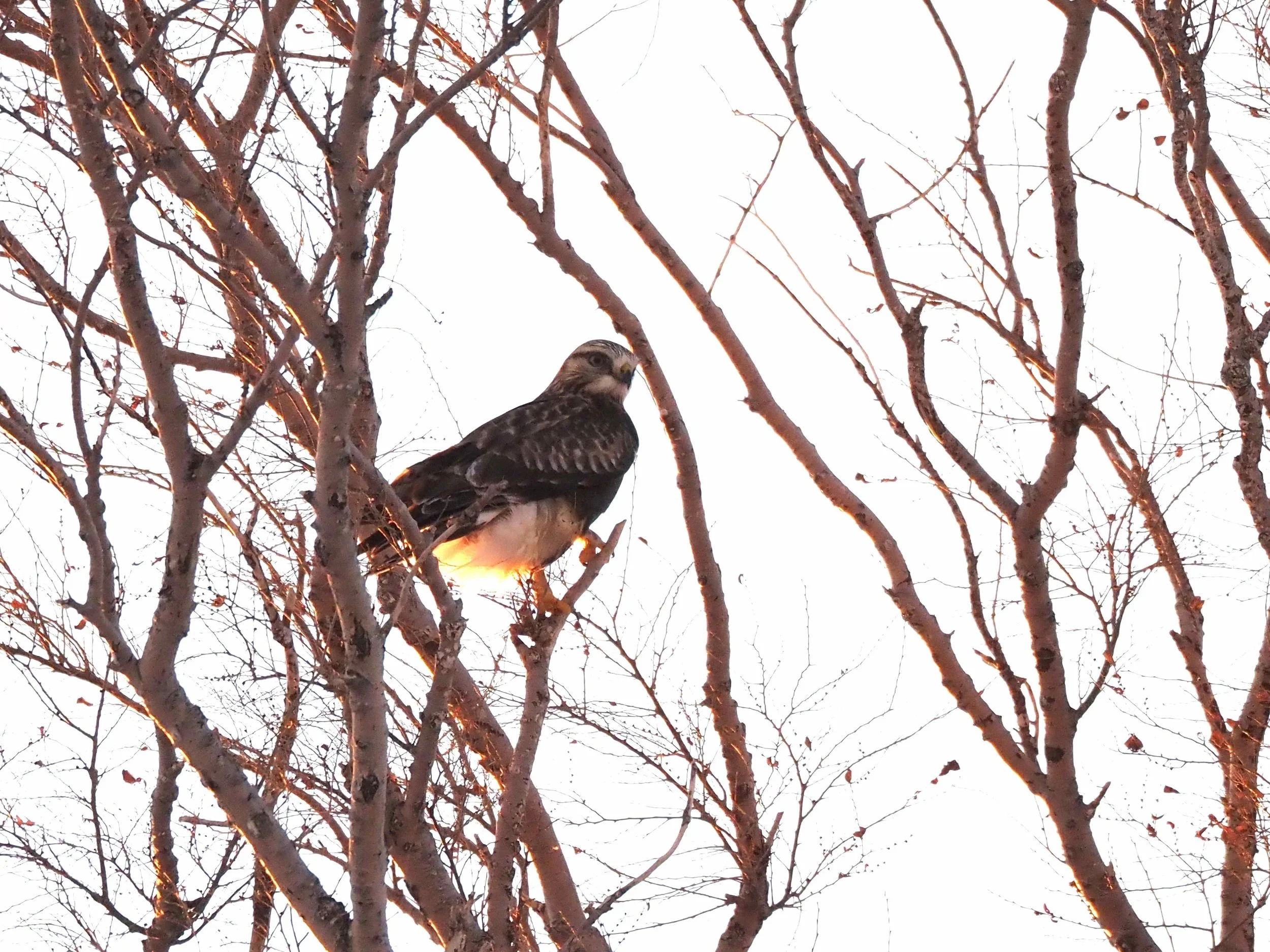 cbc westfield 2025.JPG