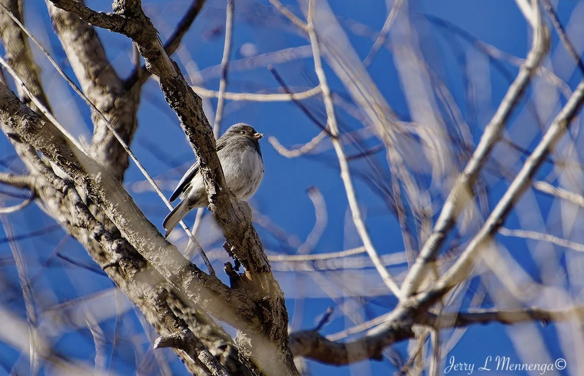 Birds Rural Plymouth County 2026 01-10_0101_DxO.jpg