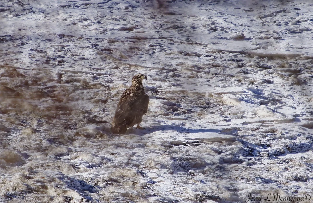 Birds Rural Plymouth County 2026 01-10_0141_DxO.jpg