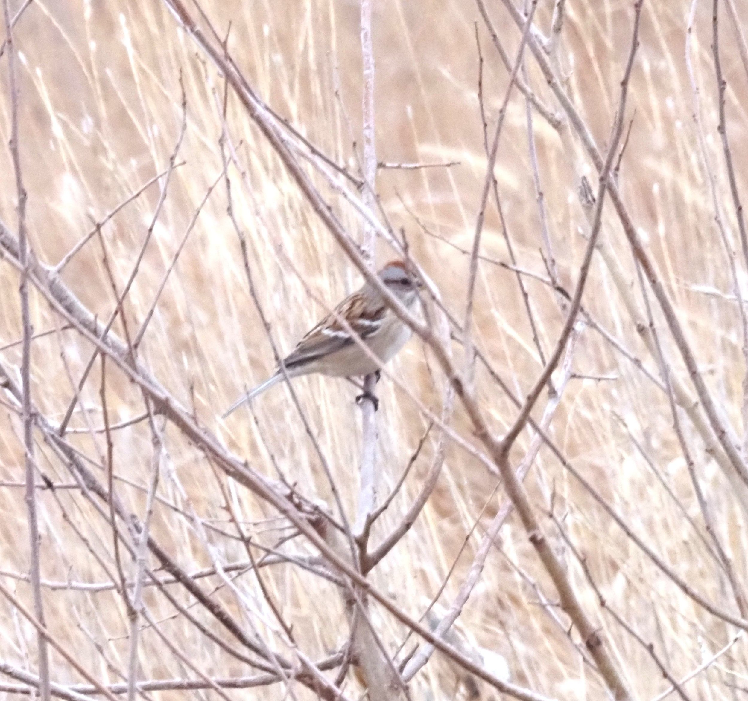 American Tree Sparrow 2 resized.JPG