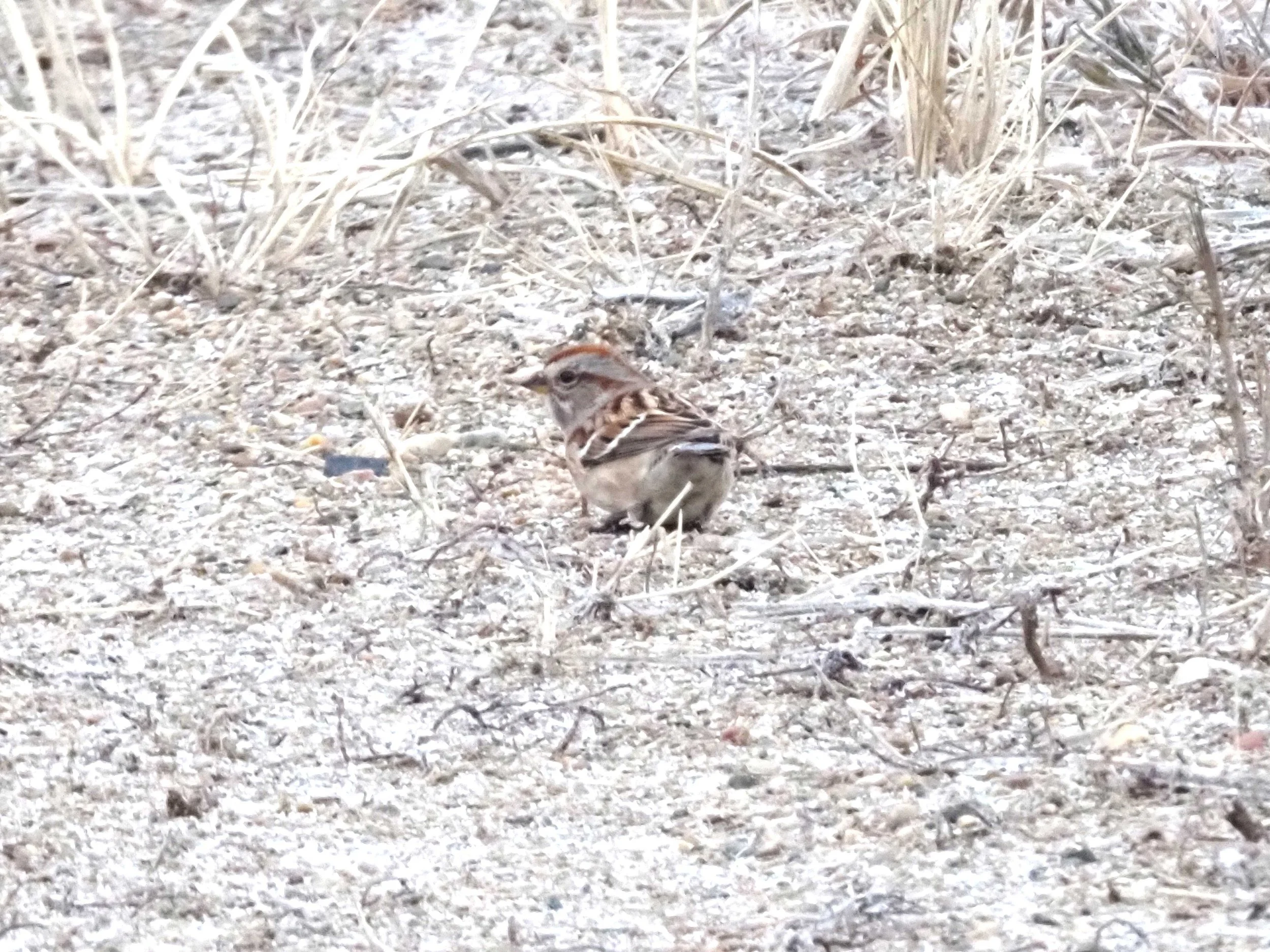 American Tree Sparrow Resized.JPG