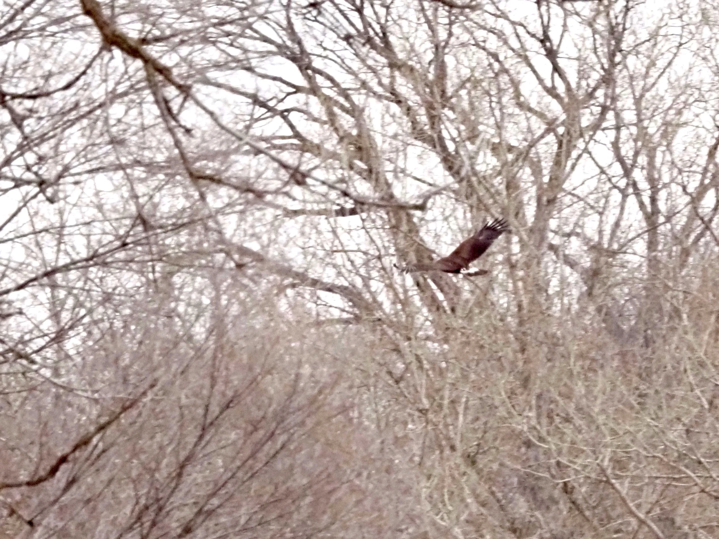 Flying Bird 2 resized.jpg