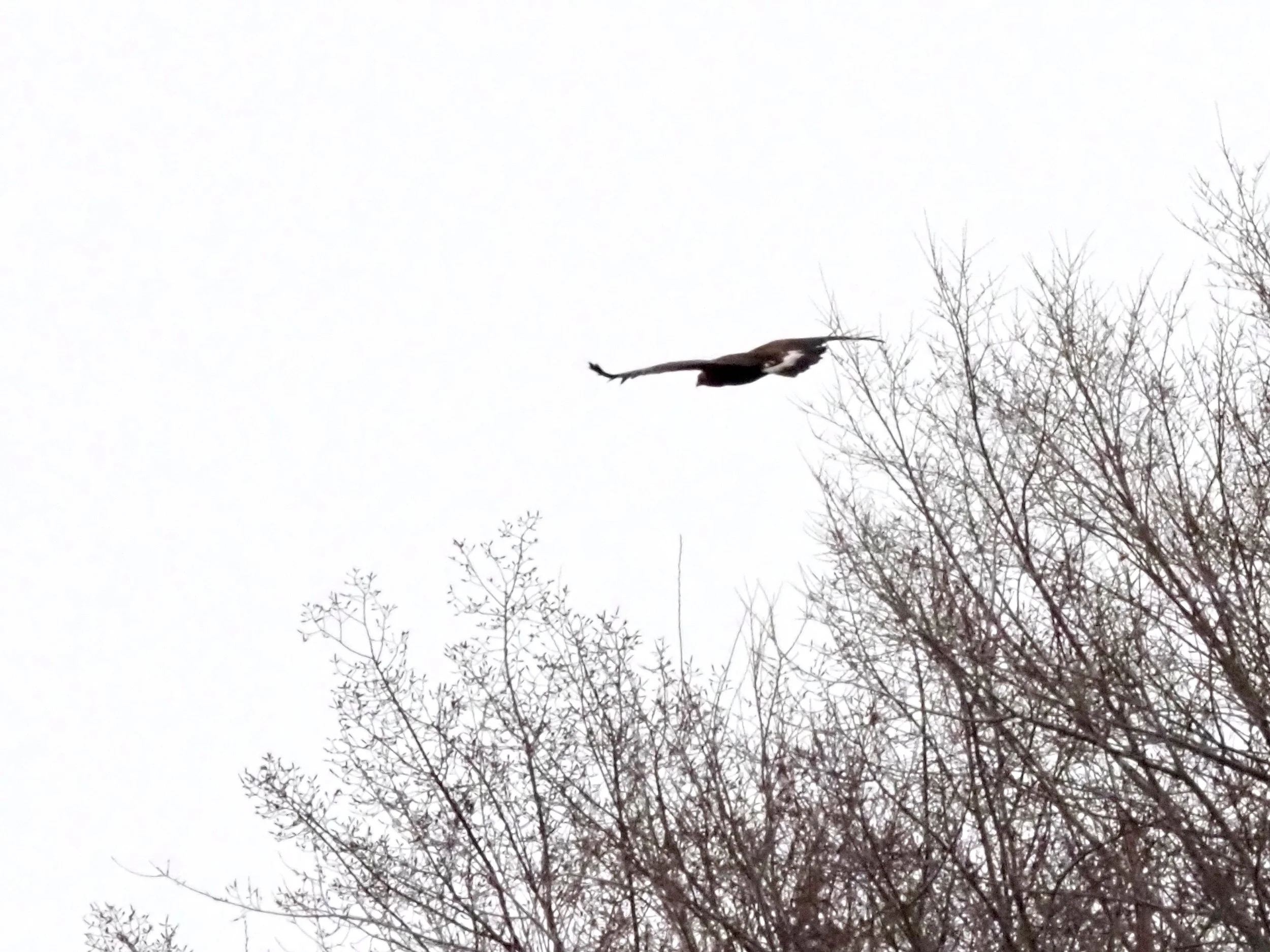 Flying Bird resized.jpg