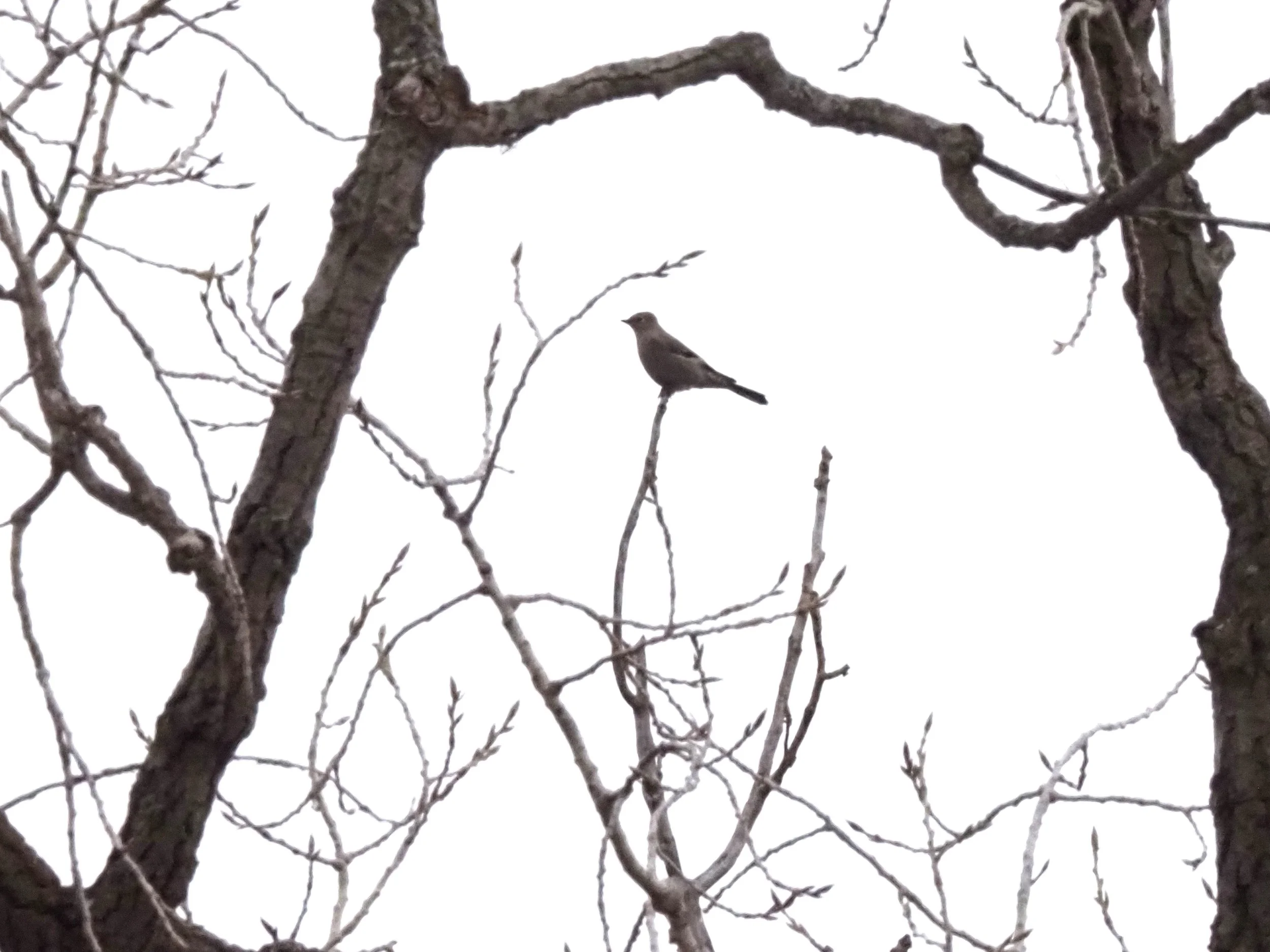 Townsends Solitare resized.JPG