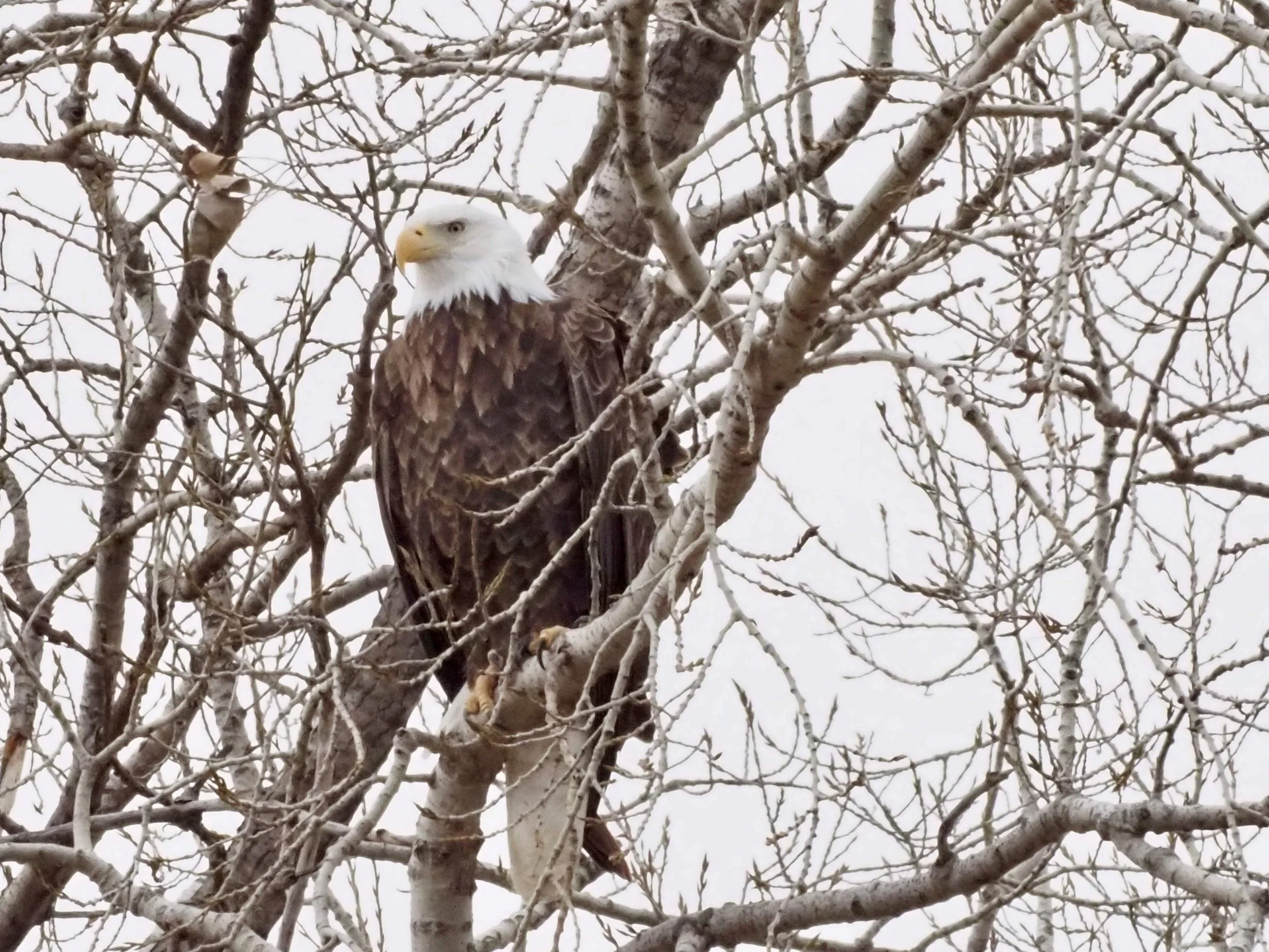 Bald Eagle resized.jpg