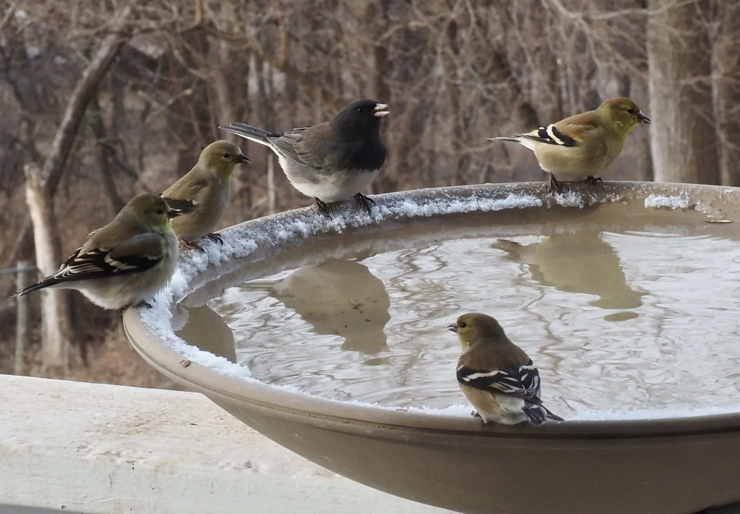 Great Backyard Bird Count