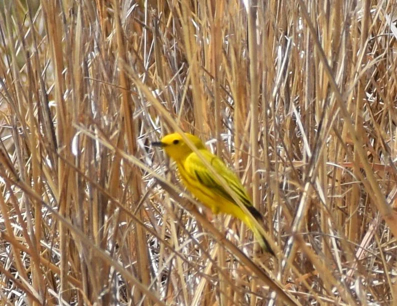 World Migratory Bird Day