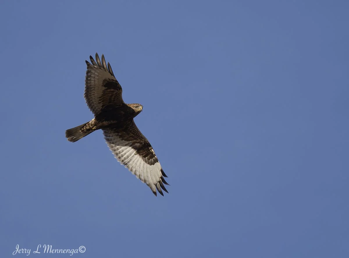 Birds The Square Salix 2026 01-12_0130_DxO.jpg