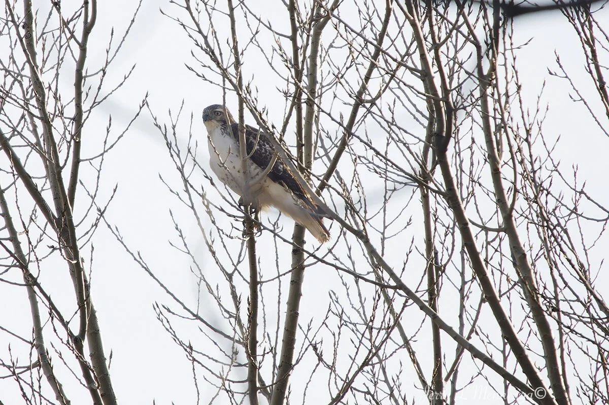 Birds The Square Salix 2026 01-12_0442_DxO.jpg