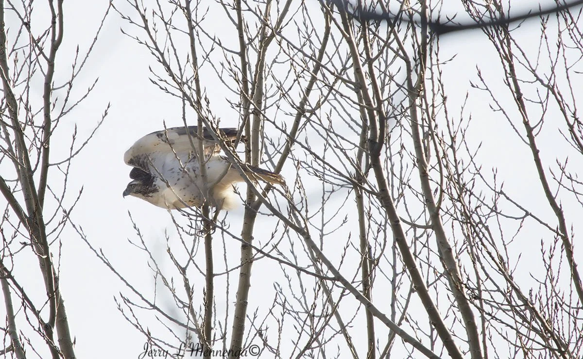 Birds The Square Salix 2026 01-12_0451_DxO.jpg