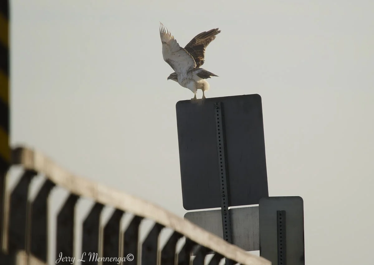Birds The Square Salix 2026 01-12_0467_DxO.jpg