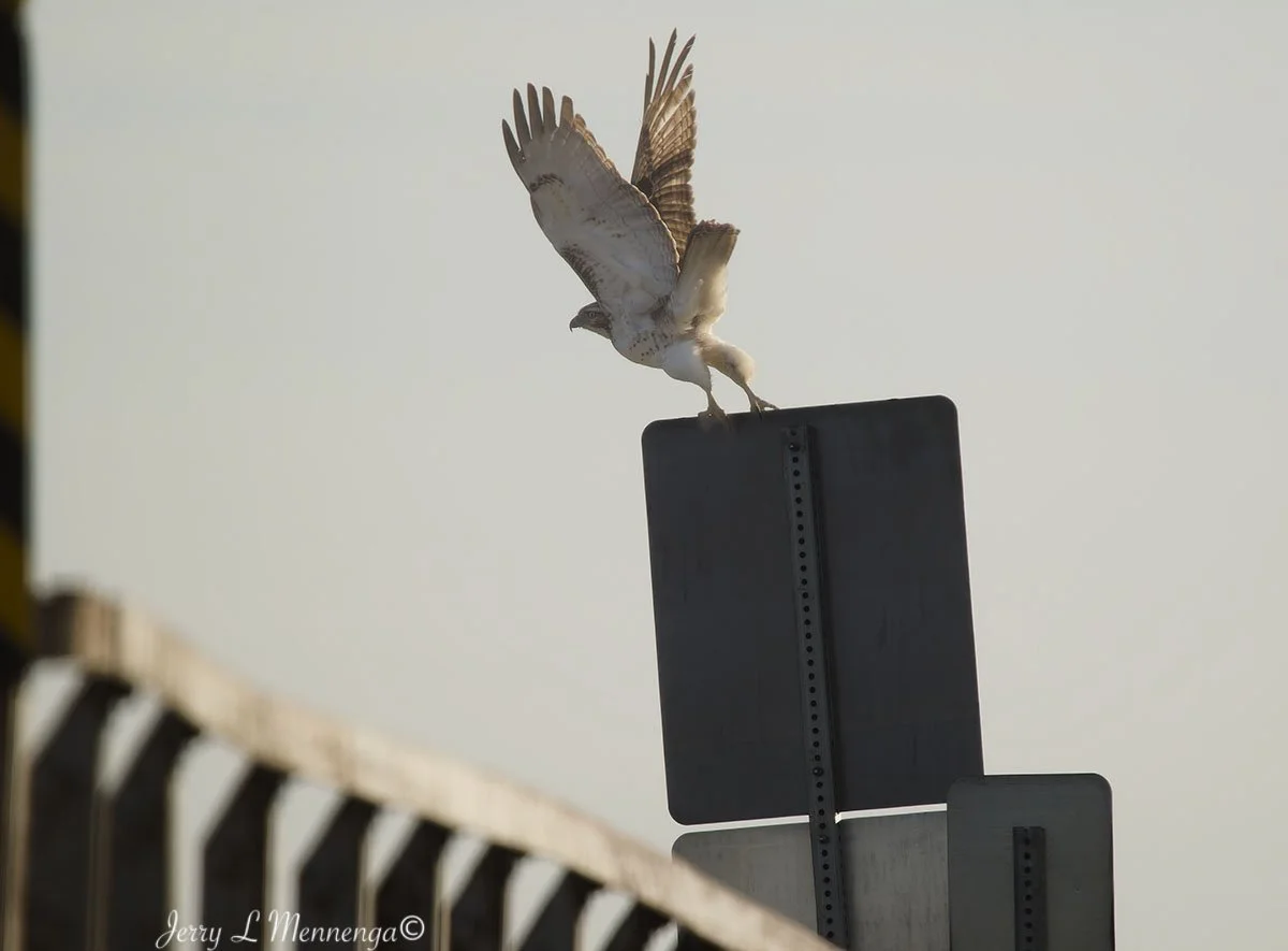 Birds The Square Salix 2026 01-12_0468_DxO.jpg