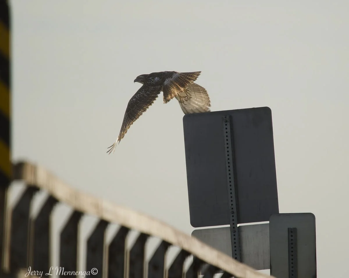 Birds The Square Salix 2026 01-12_0470_DxO.jpg