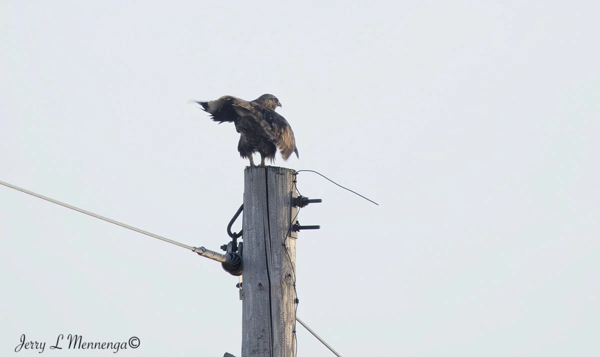 Birds The Square Salix 2026 01-12_1203_DxO.jpg