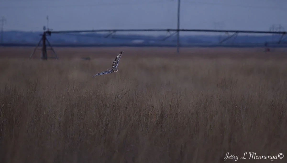 Birds The Square Salix 2026 01-12_1844_DxO.jpg