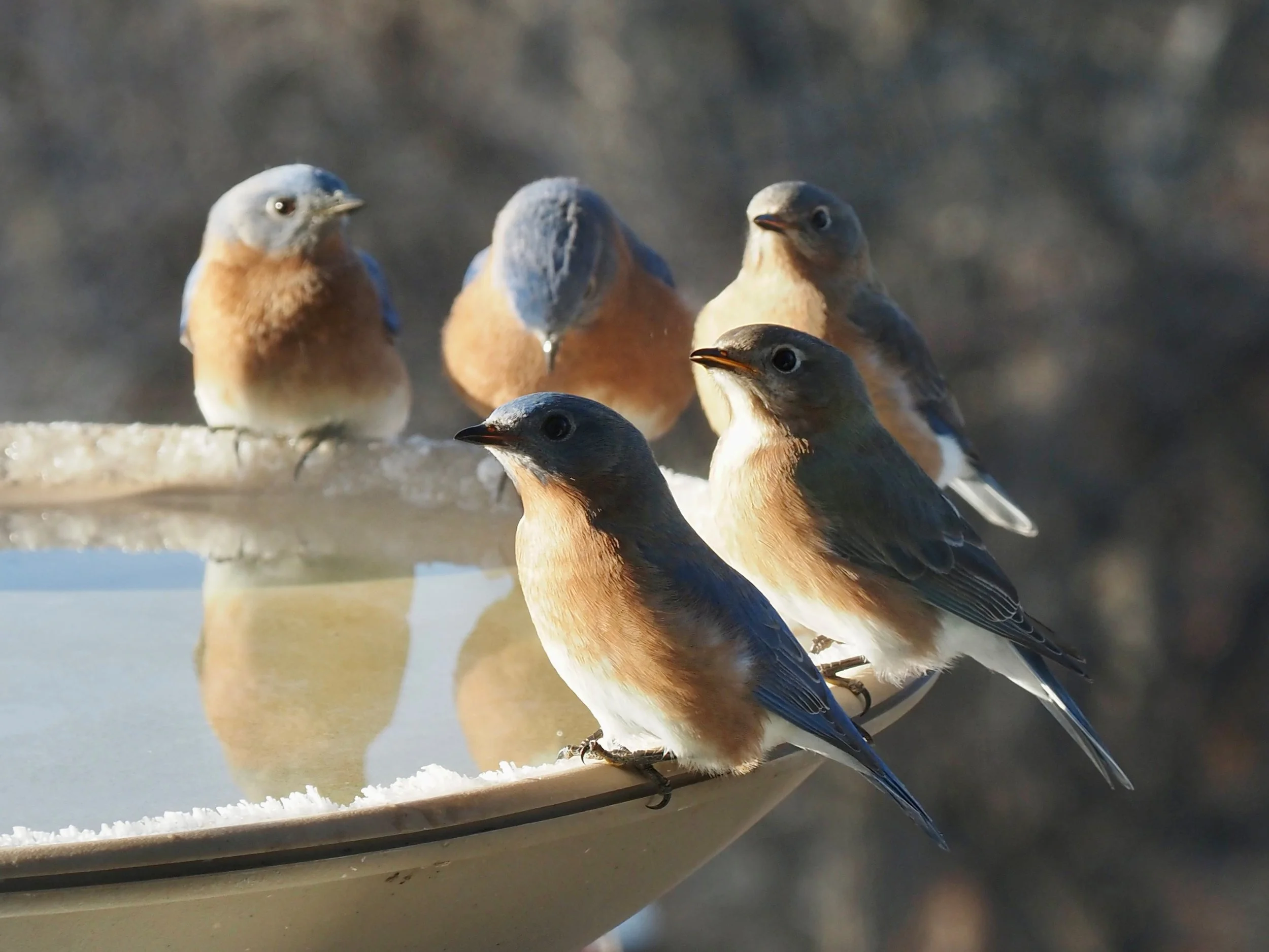 Bluebird Party 1.jpg