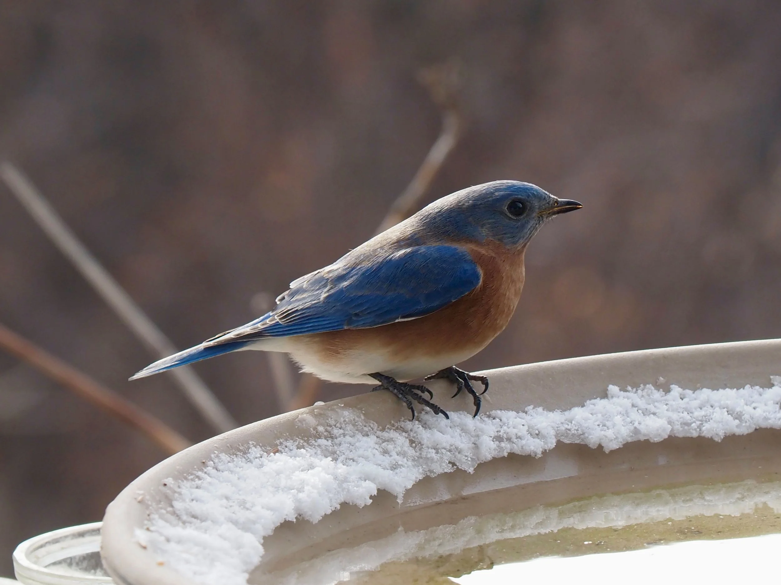 Bluebird 2.jpg