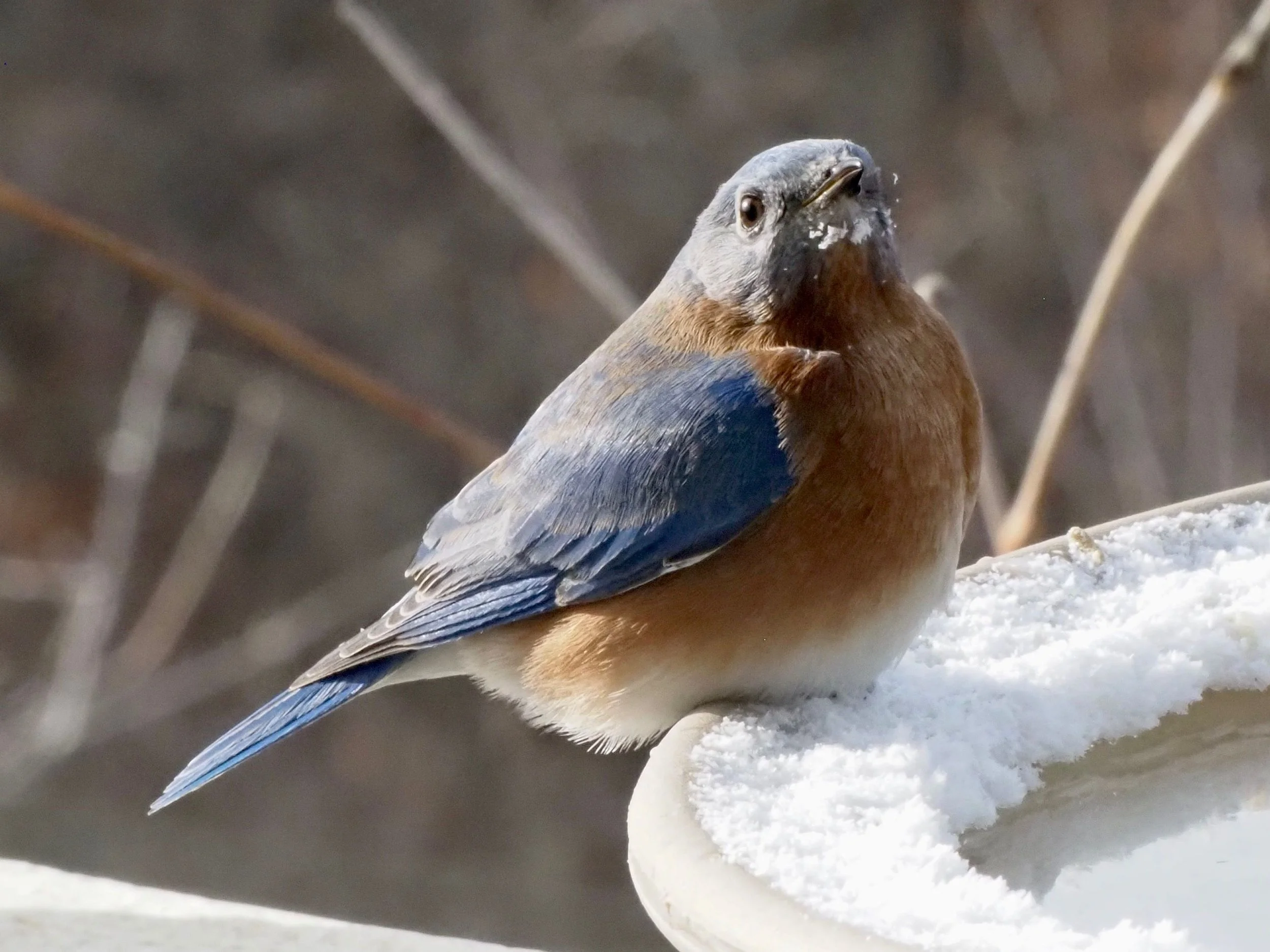 Bluebird Snow Face.jpg