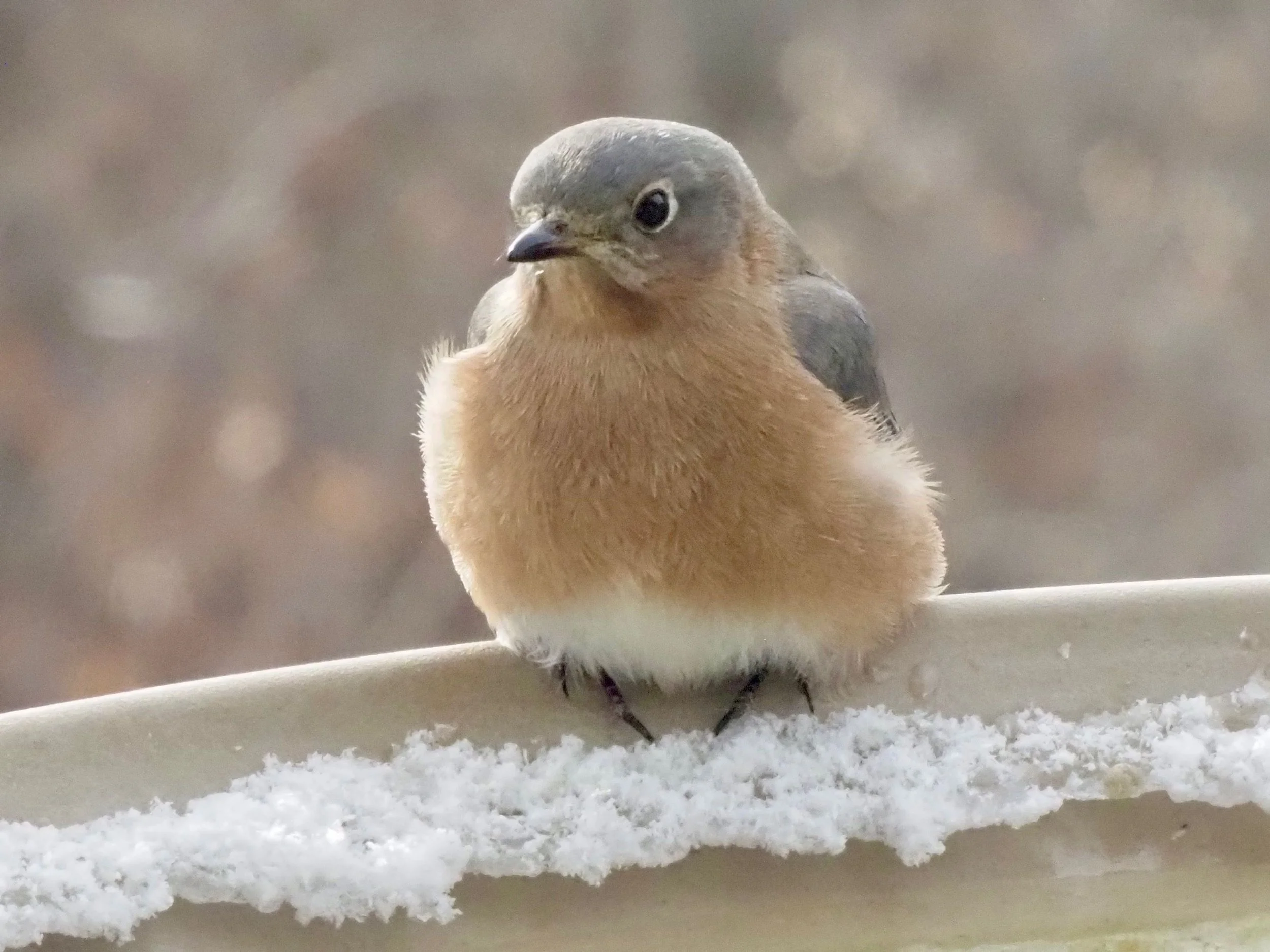 Bluebird younger.jpg