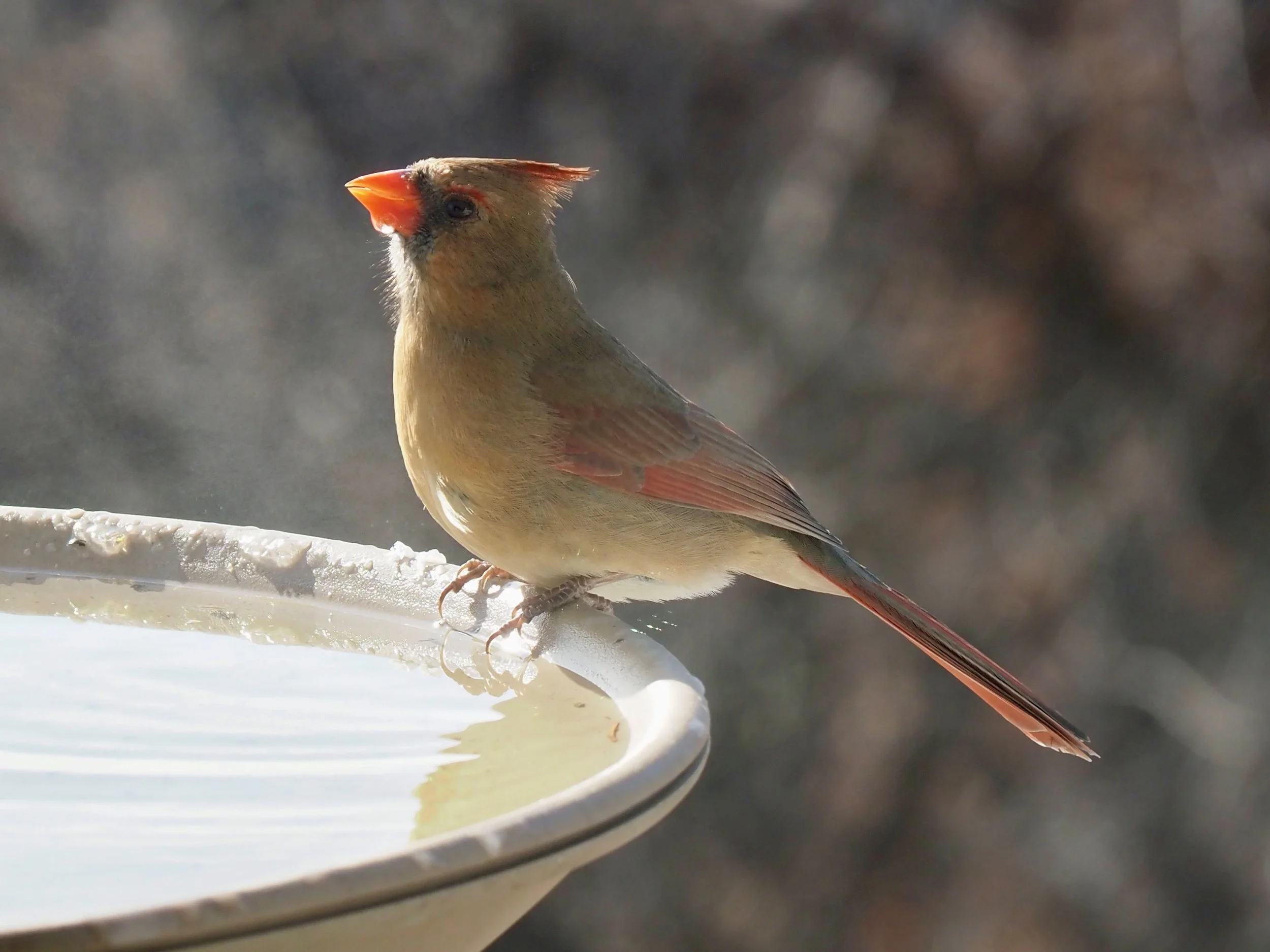 Cardinal female.jpg