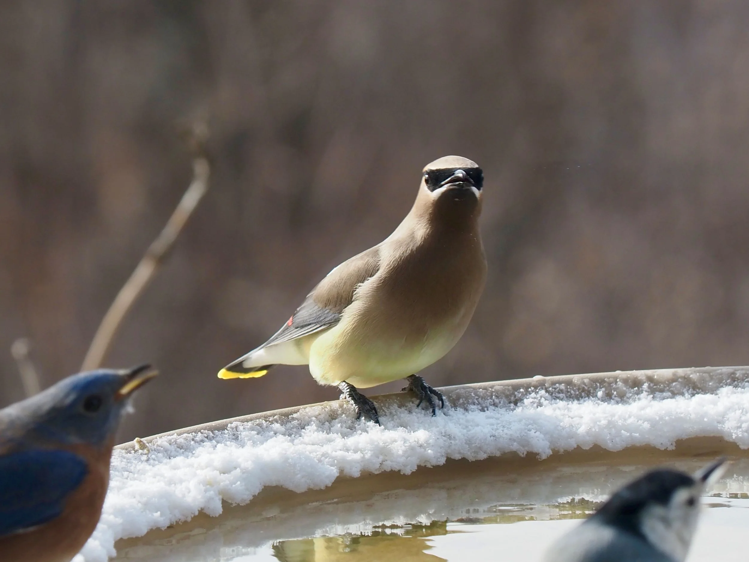 Cedar Waxwing 1.jpg