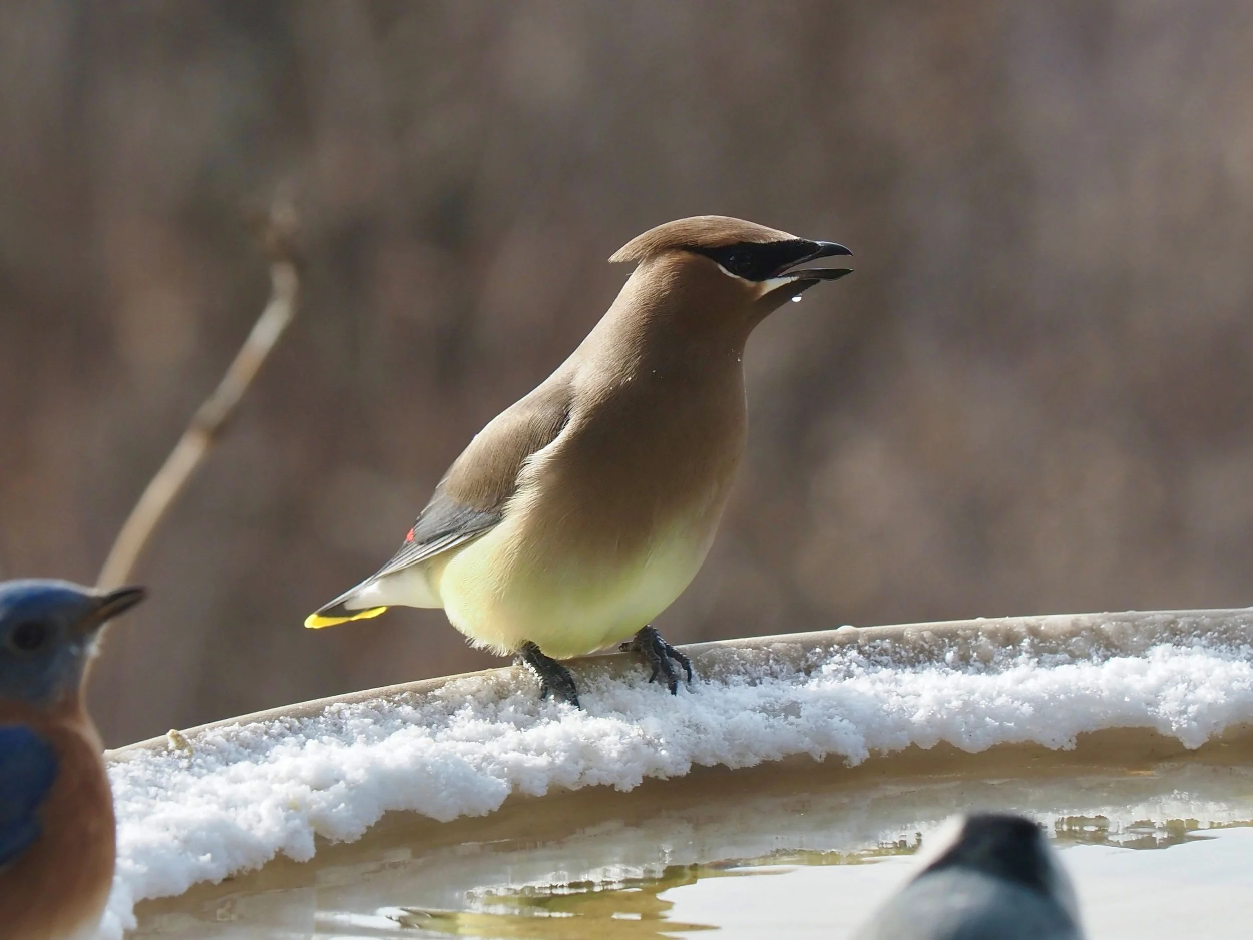 Cedar Waxwing 2.jpg