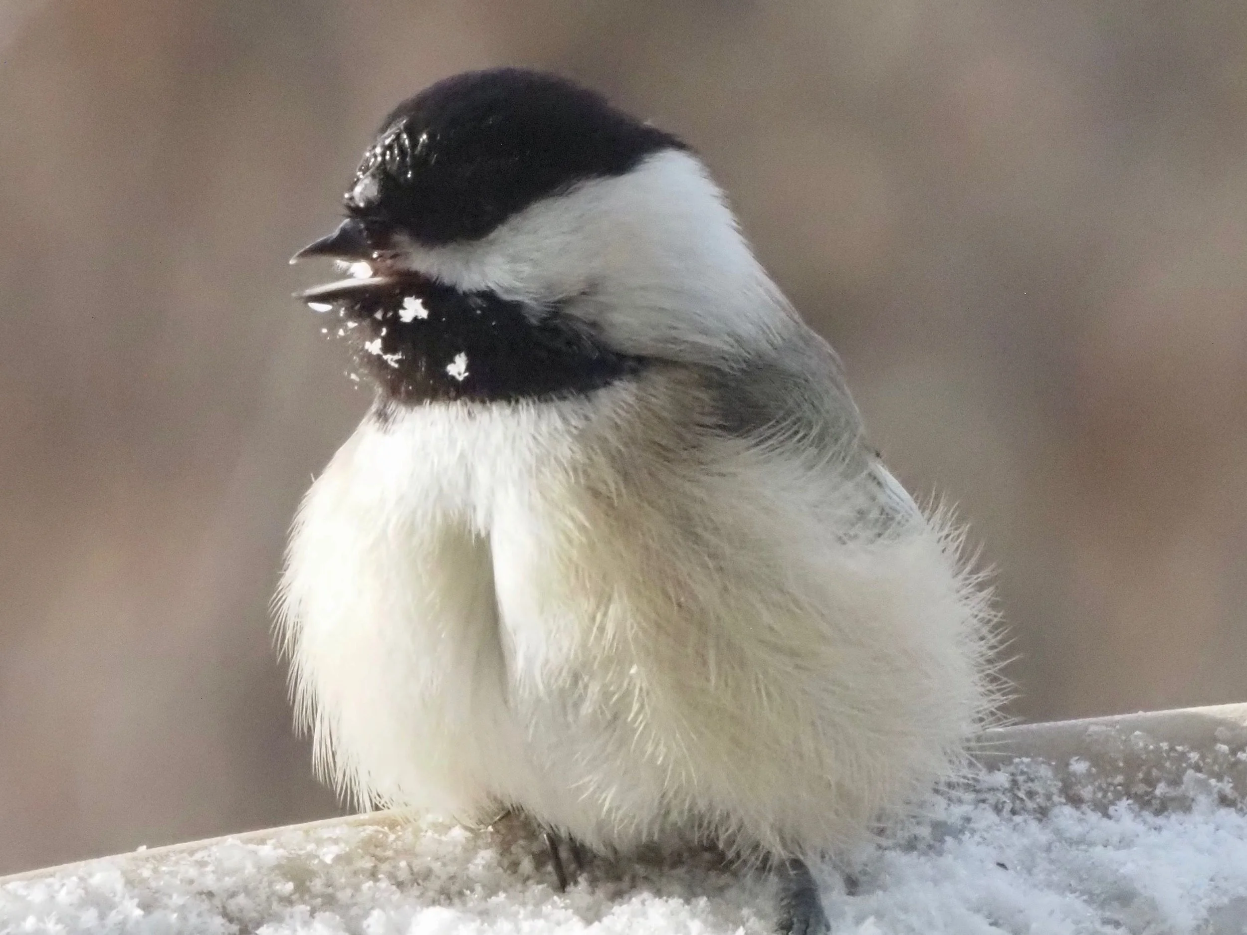 Chickadee.jpg