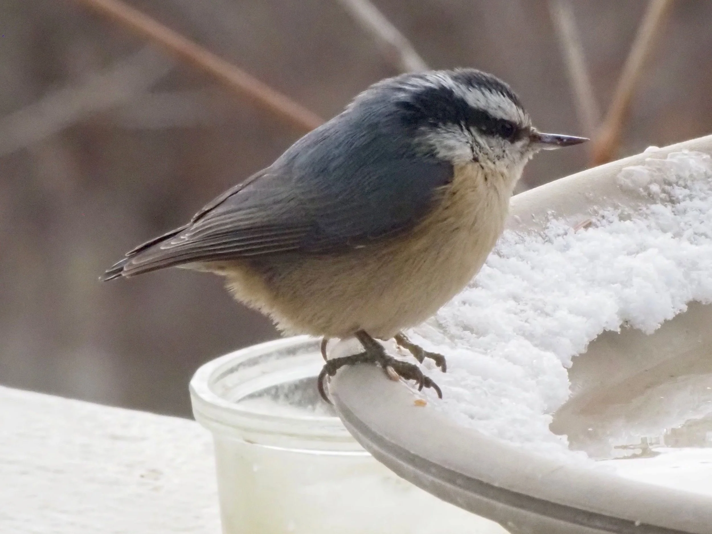 Red-breasted Nuthatch 3.jpg